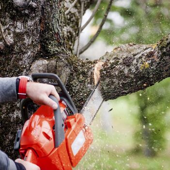 Picture of a chainsaw cutting a tree branch in greenville north carolina