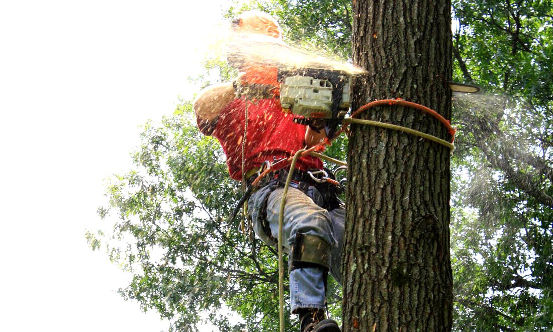 Greenville NC Tree Services Main Picture Guy Cutting base of tree