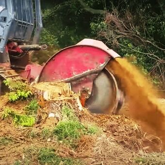 Professional stump grinder about to chop a stump into mulch