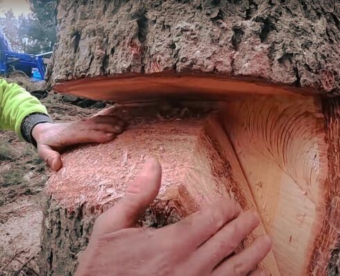 close up of a chainsaw cutting a tree stump