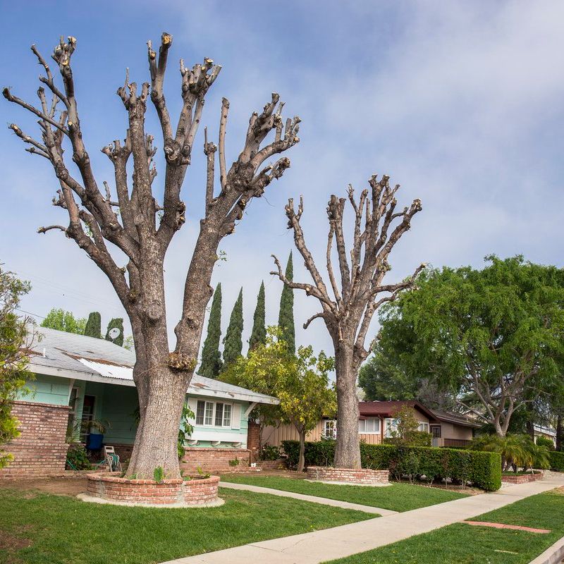 Picture of trees with their tops removed